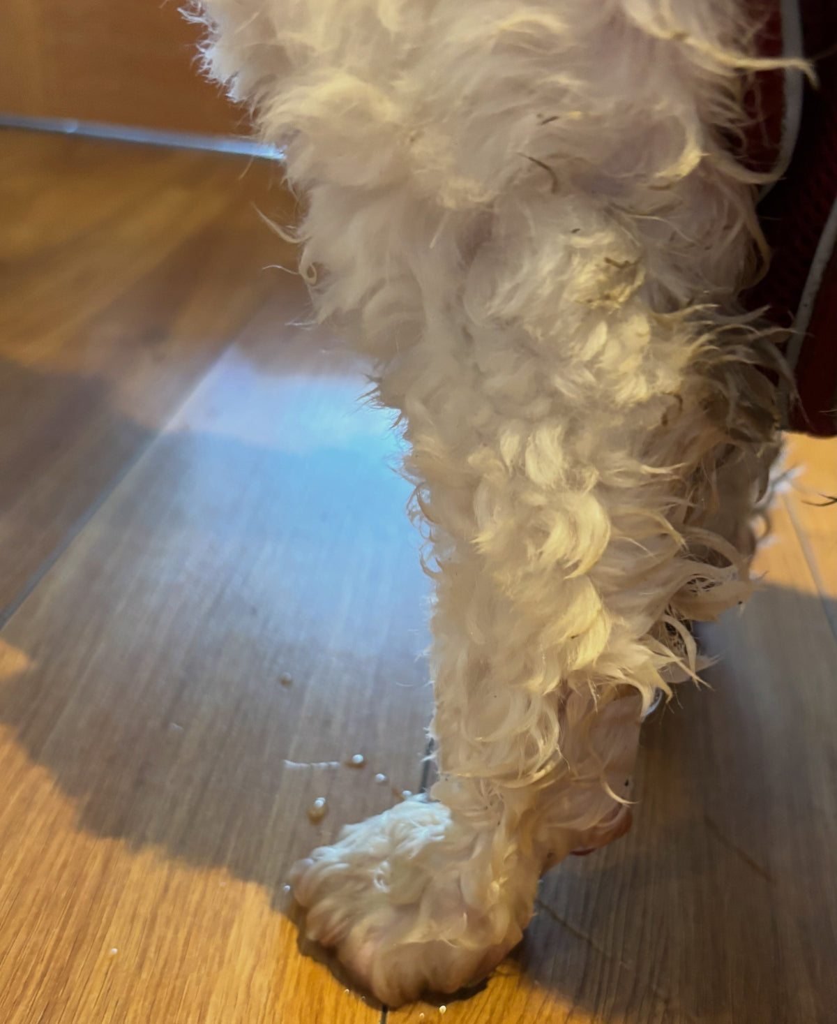 PawRinse Paw Cleaner — Mud-Free Paws in 20 Seconds