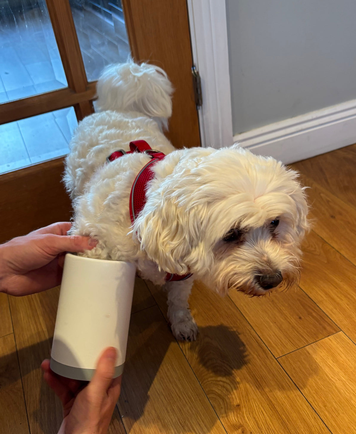 PawRinse Paw Cleaner — Mud-Free Paws in 20 Seconds