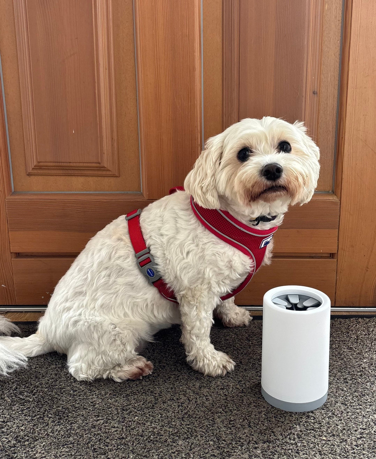 White fluffy dog wearing a red harness sitting next to a PawRinse paw cleaner